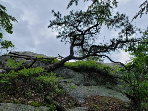 A twisted tree grows on rocky terrain, surrounded by greenery under a cloudy sky.