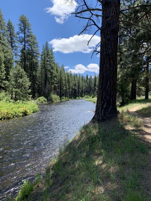 A serene river flows through a lush forest, with tall trees and a clear blue sky above.