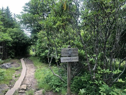 A wooden signpost on a trail surrounded by greenery, indicating directions to scenic views and Andrews Bald.