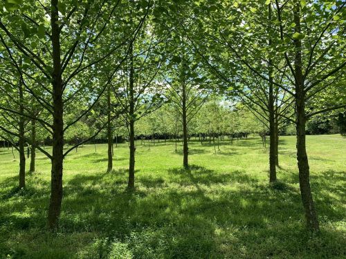 A serene landscape featuring rows of trees with lush green leaves, casting shadows on a grassy field.
