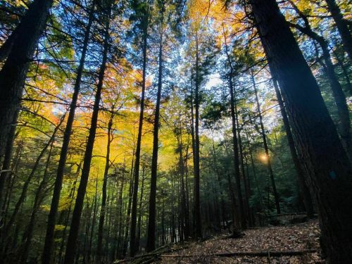 A serene forest scene with tall trees and vibrant autumn leaves, illuminated by soft sunlight filtering through the branches.