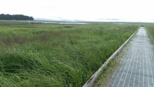 A wooden boardwalk stretches through tall green grass, leading to a scenic wetland landscape under a cloudy sky.