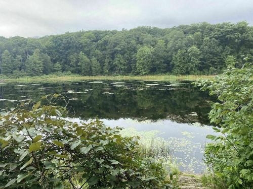 A serene pond surrounded by lush greenery and trees, reflecting the overcast sky above.
