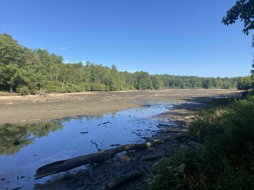 A serene riverbank scene with a muddy riverbed, surrounded by lush green trees under a clear blue sky.