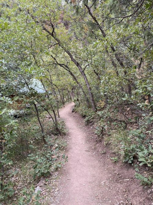 A winding dirt path surrounded by lush green trees and shrubs in a serene natural setting.