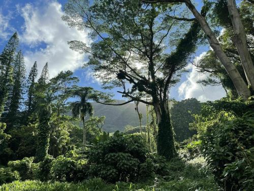 Lush green forest with tall trees and sunlight filtering through clouds, creating a serene, natural landscape.