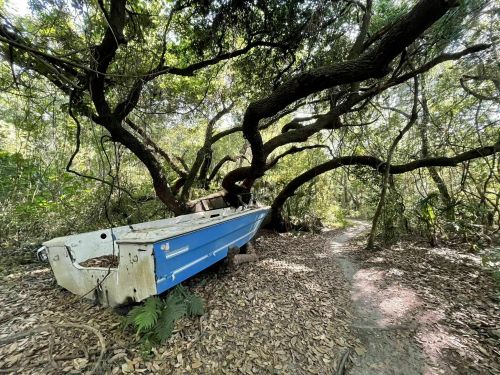 A weathered blue boat rests among dense trees and foliage on a forest path, surrounded by fallen leaves.