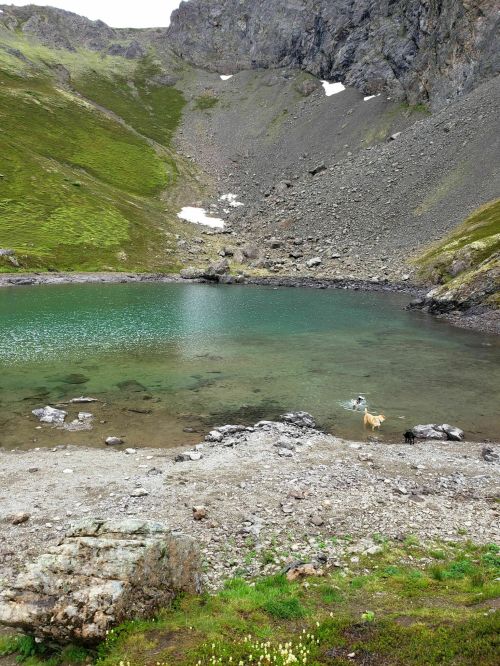 A serene mountain lake with clear turquoise water, surrounded by rocky terrain and green vegetation. A dog plays near the shore.