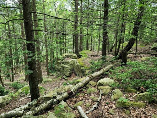 A lush forest scene with tall trees, rocks, and fallen logs, showcasing vibrant greenery and natural terrain.