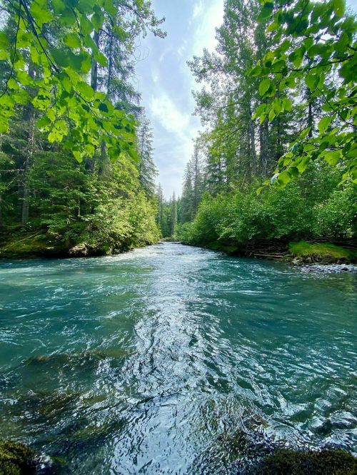 A serene river flows through a lush green forest under a bright blue sky, surrounded by tall trees.
