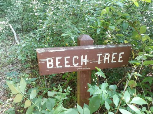 A wooden sign reading "BEECH TREE" surrounded by green foliage in a wooded area.