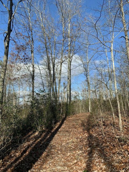 A wooded path lined with bare trees and scattered leaves, under a clear blue sky with a few clouds.
