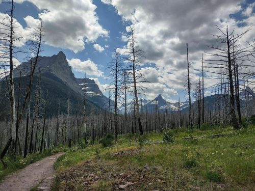 A scenic view of a mountain landscape with a trail, surrounded by charred trees and lush green grass under a cloudy sky.