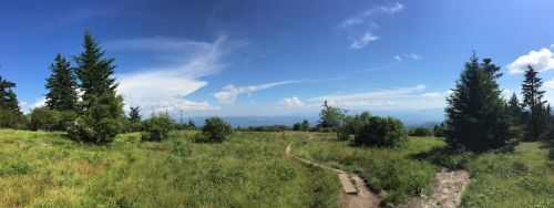 A panoramic view of a grassy landscape with trees under a bright blue sky and scattered clouds.