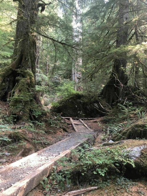 A serene forest scene with tall trees, lush greenery, and a small wooden path winding through the underbrush.