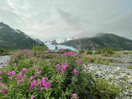 A field of pink flowers in the foreground with a glacier and mountains in the background under a cloudy sky.