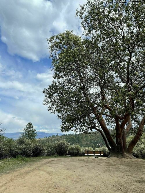 A large tree stands beside a dirt path, with a scenic view of hills and a cloudy sky in the background.