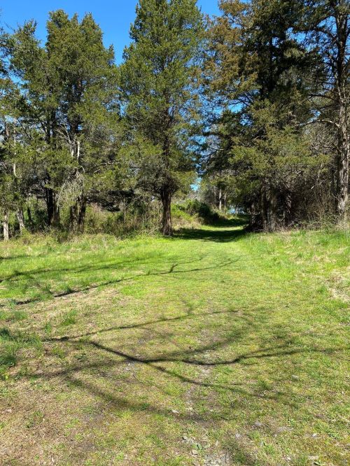 A sunny path through a green forest, lined with trees and dappled sunlight on the ground.