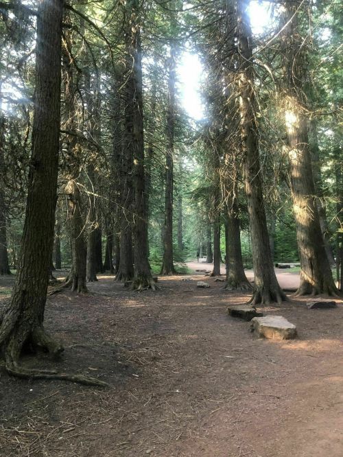 A serene forest scene with tall trees, dappled sunlight, and a dirt path winding through the underbrush.