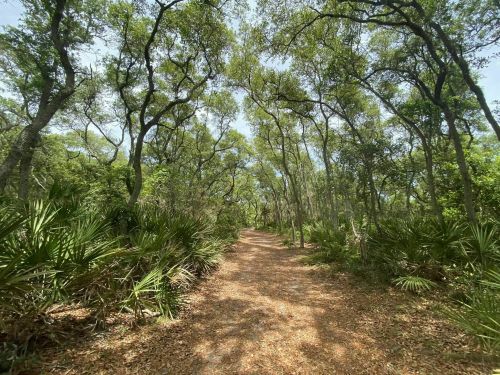 A serene forest path surrounded by lush greenery and tall trees, inviting exploration and tranquility.