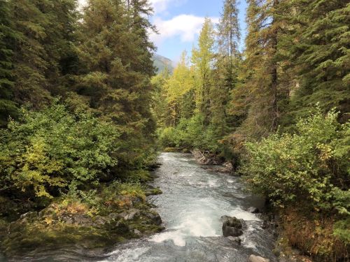 A serene river flows through a lush forest, surrounded by tall trees and vibrant greenery under a blue sky.