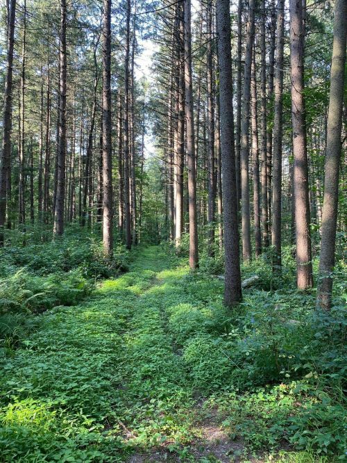 A serene forest path lined with tall trees and lush green undergrowth, inviting exploration.