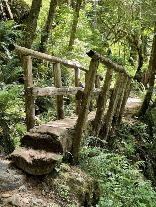 A rustic wooden bridge spans a lush, green forest path surrounded by ferns and trees.