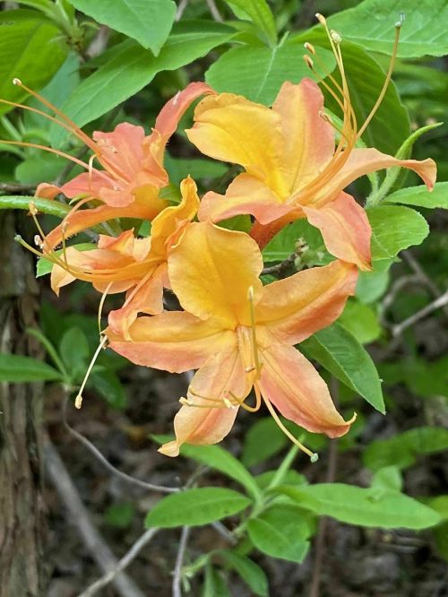 A cluster of orange and yellow azalea flowers surrounded by green leaves.
