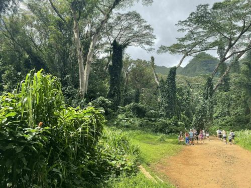A lush green forest path with tall trees and a group of people walking in the distance under a cloudy sky.