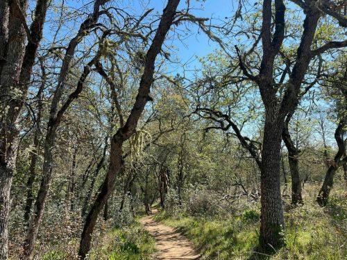 A winding dirt path through a lush, green forest with trees and blue sky above.