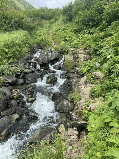 A small dog sits near a rocky stream surrounded by lush greenery and hills in the background.