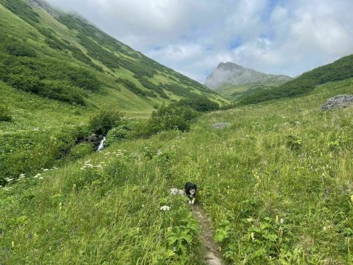 A dog lies on a grassy path in a lush green valley, surrounded by mountains and a stream.