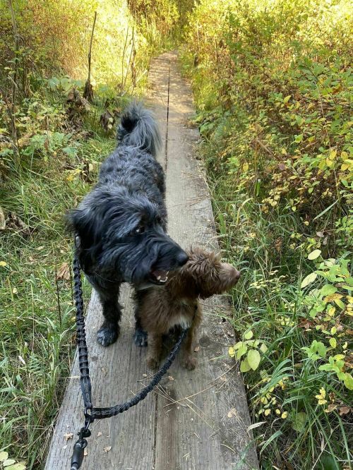 Two dogs on a wooden path surrounded by greenery, one larger and black, the other small and brown.