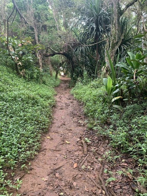 A narrow, muddy path winds through a lush, green forest with dense vegetation on either side.