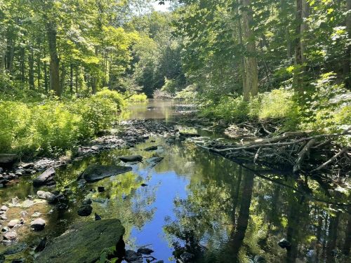 A serene forest scene with a calm stream reflecting trees and greenery, surrounded by rocks and lush foliage.