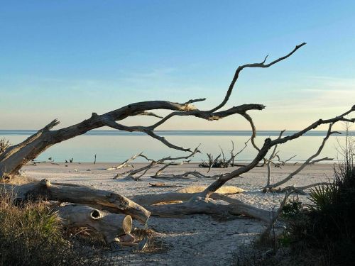 A serene beach scene featuring driftwood branches against a calm water backdrop and a clear blue sky.