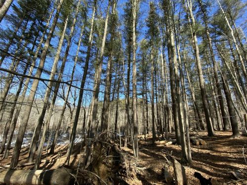 Tall trees in a forest with a clear blue sky above and scattered fallen branches on the ground.