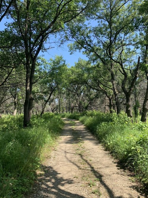 A dirt path winds through a lush green forest, surrounded by tall trees and bright blue sky.