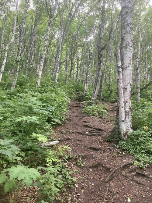A winding dirt path through a lush green forest with tall birch trees and dense underbrush.