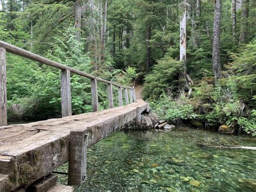 A wooden bridge spans a clear stream, surrounded by lush green trees and foliage in a tranquil forest setting.