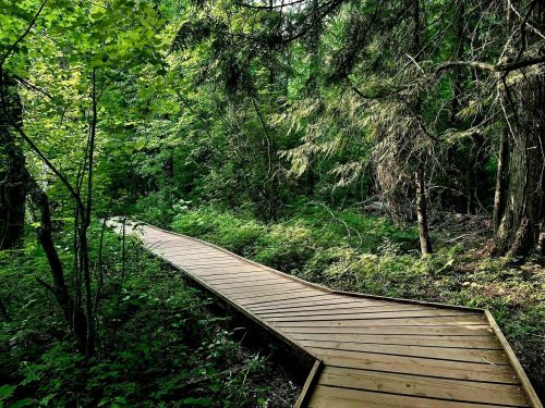 A wooden boardwalk winding through a lush green forest, surrounded by trees and foliage.