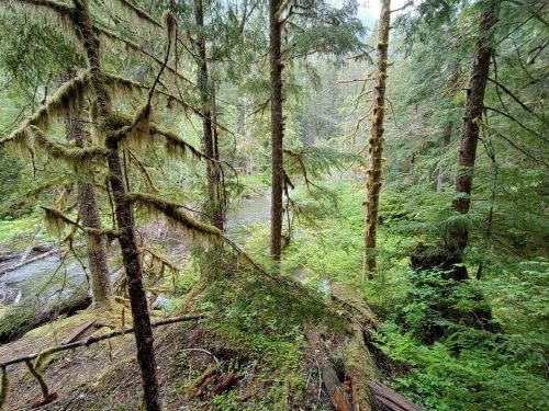 Lush green forest with tall trees and a winding stream, creating a serene, natural landscape.