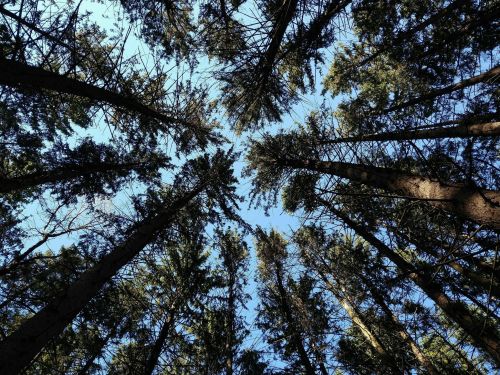 Looking up at tall trees against a clear blue sky, with branches forming a natural frame.