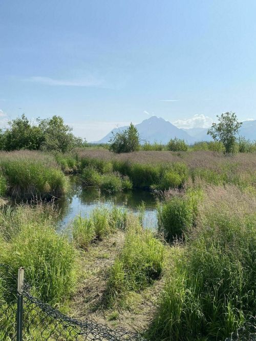 A serene landscape featuring a small pond surrounded by lush greenery and distant mountains under a clear blue sky.