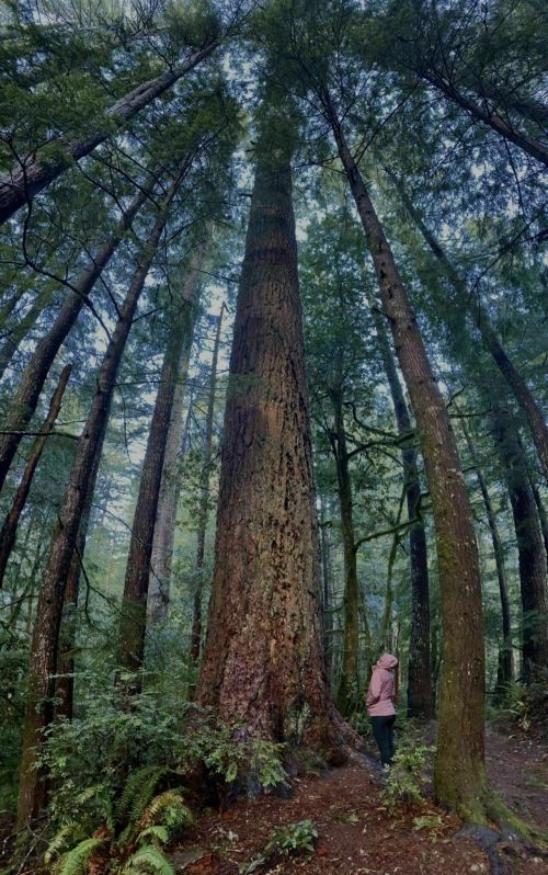 A person stands beside a towering tree in a lush, green forest, surrounded by tall trees and dense foliage.