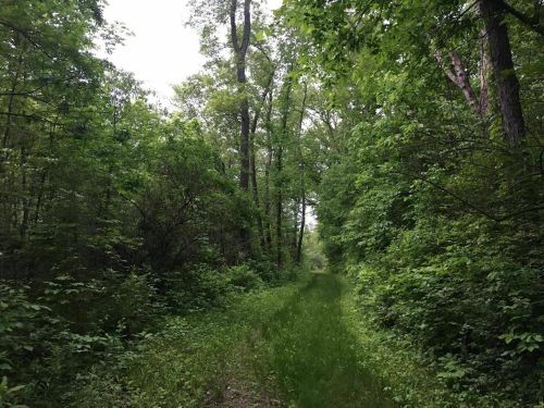 A lush, green forest path surrounded by dense trees and foliage, inviting exploration.