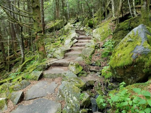 A rocky, moss-covered trail winds through a dense forest, surrounded by trees and boulders.