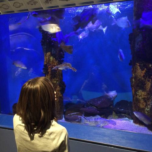 A child observes colorful fish swimming in a large aquarium, illuminated by blue lighting.