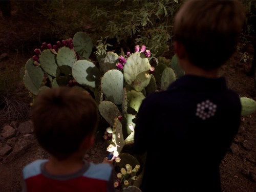 Two children observe a cactus with pink flowers in a dimly lit outdoor setting.