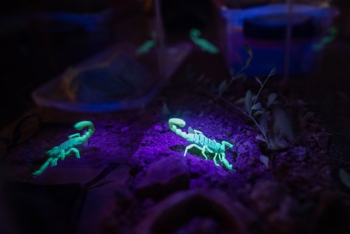 Two glowing scorpions under ultraviolet light, surrounded by soil and plants in a dark environment.